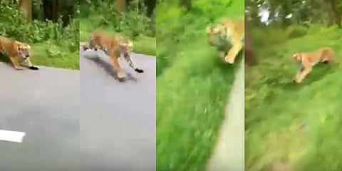 பைக்கை மின்னல் வேகத்தில் துரத்திய புலி - வைரல் வீடியோ