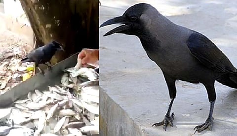 காக்கைக்கு இவ்வளவு அறிவா? - அசத்தல் வீடியோ