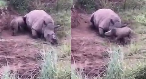 வேட்டைக்காரர்களால் கொல்லப்பட்ட தாய் காண்டாமிருகம் - குட்டியின் பாசப் போர்