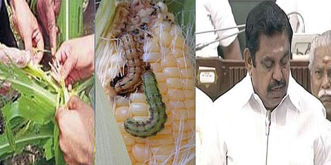 மக்காச்சோள விவசாயிகளுக்கு முதல்வர் நிவாரண அறிவிப்பு