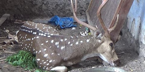 தண்ணீர் தேடி வந்த புள்ளிமான் : நாய்கள் கடித்து மரணம்