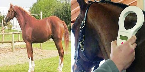 குதிரைகளை அடையாளம் காண 'சிப்' : கால்நடைகள் சுற்றித்திரிவதை கட்டுப்படுத்த நடவடிக்கை