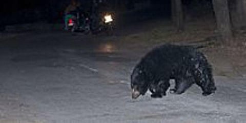 தண்ணீர் தேடிவந்த கரடி பரிதாப பலி : அதிகரிக்கும் வனவிலங்குகளின் உயிரிழப்புகள்..