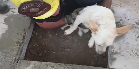 கான்கிரீட் சந்துக்குள் சிக்கிய நாய் - போராடி மீட்ட போலீஸ்