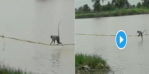 வெள்ளத்தில் சிக்கிய குரங்குகள் - கயிறு கட்டி மீட்ட வனத்துறையினர்