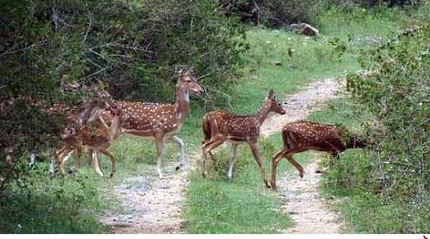 புள்ளி மானை வேட்டையாடியவர்களுக்கு ரூ.5 லட்சம் அபராதம்