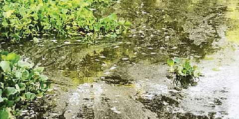 புதுச்சேரி ஏரியில் ஆயிரக்கணக்கான மீன்கள் பலி : ஆக்ஸிஜன் குறைவால் சோகம் ?