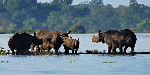 அசாம் வெள்ளம் : 4 காண்டாமிருகங்கள், ஒரு யானை பரிதாப பலி