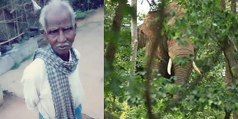 ஆடு மேய்த்தவர் யானை தாக்கி பலி : நீலகிரியில் சோகம்