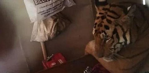 வெள்ளத்தில் தப்பித்து வீட்டு மெத்தையில் படுத்து கிடந்த புலி - உரிமையாளர் அதிர்ச்சி