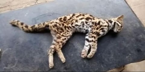 சிறுத்தை பூனை மர்ம மரணம் : வனத்துறையினர் விசாரணை