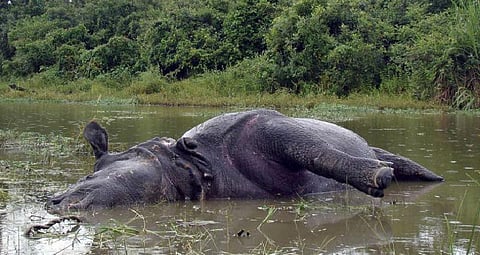 அசாமில் கடும் வெள்ளப்பெருக்கு - 141 வனவிலங்குகள் உயிரிழப்பு