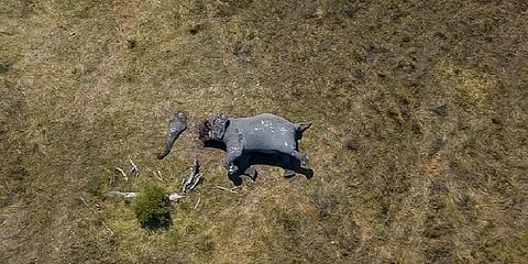 ''யானை தனி; தும்பிக்கை தனி'' - உலகளவில் அதிர்வலைகளை ஏற்படுத்திய புகைப்படம்!