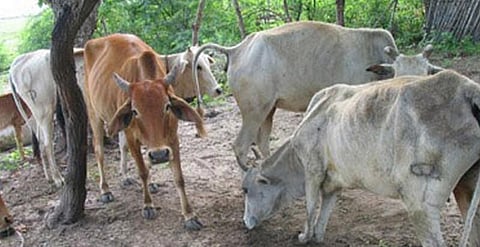 சென்னை உள்பட 3 மாவட்டங்களில் கால்நடைகள் எண்ணிக்கை அதிகரிப்பு