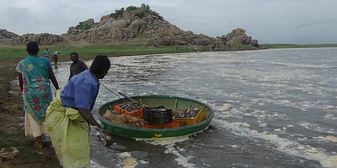 காவிரி நீரால் டன் கணக்கில் கரை ஒதுங்கிய மீன்கள் : அள்ளிச்சென்ற மீனவர்கள்