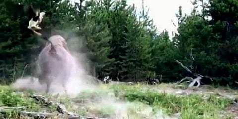 சிறுமியை தூக்கி வீசிய காட்டெருமை - பூங்காவில் நடந்த விபரீதம்