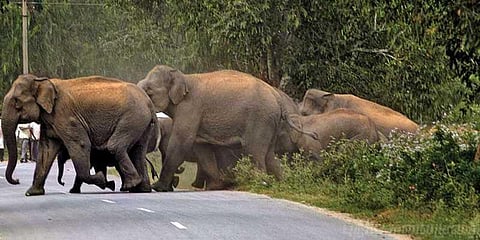 வாகனங்களை விரட்டும் யானைகள் - பயணிகளுக்கு வனத்துறை எச்சரிக்கை