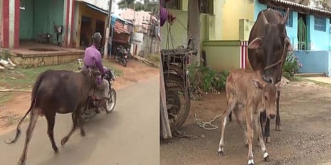 கன்றுக்குட்டிக்காக 2 கி.மீ பைக்கை விரட்டிய தாய் பசு - பாசப் போராட்டம்