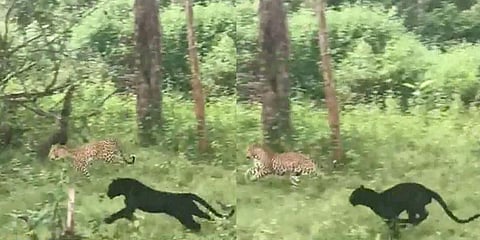 சத்தியமங்கலம் புலிகள் காப்பகத்தில் கருஞ்சிறுத்தை: வைரல் வீடியோ