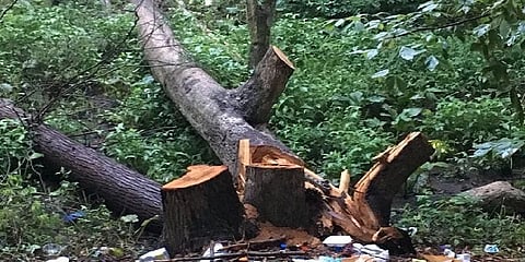 பிரதமர் மோடி ஆட்சிக் காலத்தில் வெட்டப்பட்ட ஒரு கோடி மரங்கள்