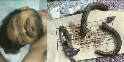தன்னைக் கடித்த பாம்பை துண்டு துண்டாகக் குதறிய போதை இளைஞர், சீரியஸ்!
