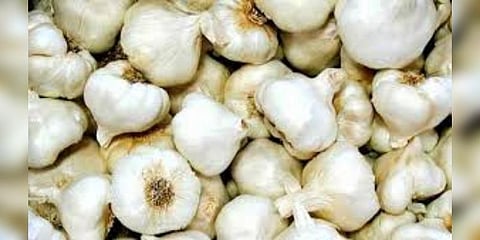 கொடைக்கானல் மலைப்பூண்டுக்கு புவிசார் குறியீடு