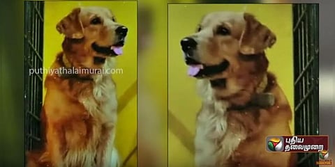 வீடு வந்து சேர்ந்த திருடுபோன ‘நாய்’ - திருடியவர்களுக்கு வலைவீச்சு