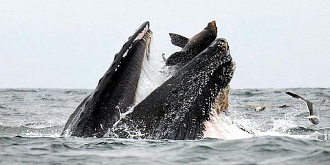 திமிங்கலத்தின் வாய்க்குள் சிக்கிய கடல்சிங்கம் - அபூர்வ புகைப்படம்