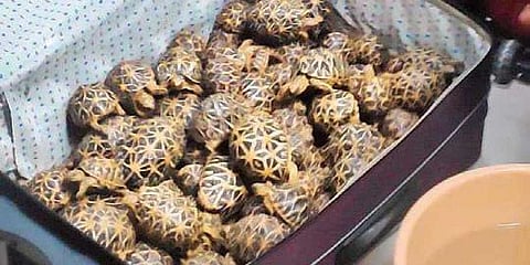 ரயிலில் கடத்த முயன்ற 500 நட்சத்திர ஆமைகள்