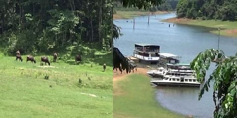 அணிவகுத்து செல்லும் காட்டெருமைகள் : மகிழ்ச்சியில் சுற்றுலா பயணிகள்