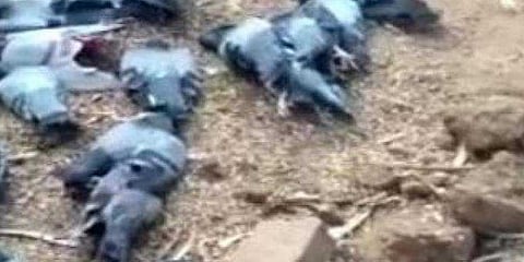 கோயில் குளத்தில் இறக்கும் புறாக்கள் : காரணம் என்ன ?