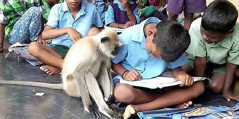 பாடம் படிக்க பள்ளிக்கு வரும் லட்சுமி குரங்கு - ஆசிரியர்கள் ஆச்சரியம்