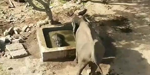 தொட்டியில் விழுந்த குட்டி யானை : பாசப்போராட்டம் நடத்திய தாய் யானை