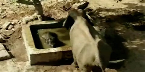 2 மணி நேரம் போராடி குட்டியை மீட்ட தாய் யானையின் பாசப் போராட்டம்