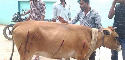 பசு மாடுகளை சரமாரியாக வெட்டி விட்டு தப்பிய மர்ம கும்பல்