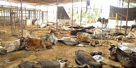 அடுத்தடுத்து உயிரிழந்த 100 மாடுகள்: தீவிர விசாரணையில் போலீசார்!