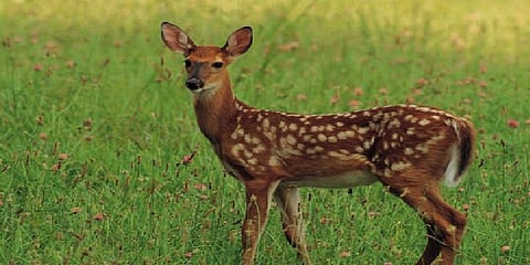 தண்ணீர் தேடி வந்த மான் குட்டி : நாய்கள் கடித்து பரிதாப பலி