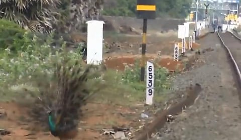 தோகை விரித்தாடிய பொன் மயில்கள் - அழகிய வீடியோ பதிவு