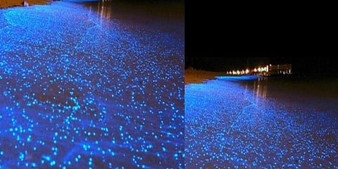 நீல நிறத்தில் ஒளிர்ந்த கடல்: ஆர்வமுடன் ரசித்த பொதுமக்கள்