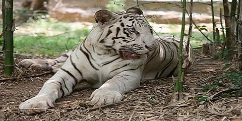 வண்டலூர் பூங்காவில் வெள்ளைப் புலியை கல்லால் தாக்கிய இளைஞர்கள்