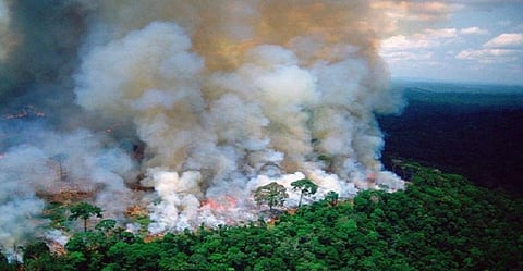 அமேசான் காடுகளில் பற்றி எரியும் தீ - விளைவுகள் என்ன?