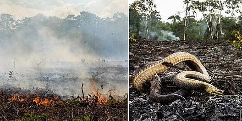 அமேசான் காட்டுத்தீயில் அழியும் அரியவகை பாம்பு வகைகள்!