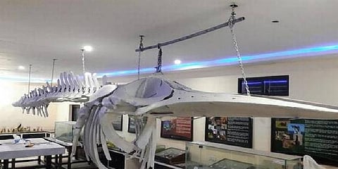 எலும்புகளை கொண்டு அச்சு அசல் 'நீலத் திமிங்கலம்'!