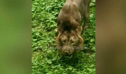 புல்லைத் தின்ற சிங்கம் - வைரலான வீடியோ