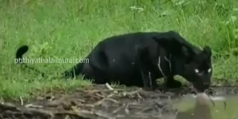 முதுமலையில் வனப்பகுதி சாலையோரத்தில் திரியும் கருஞ்சிறுத்தை - வீடியோ