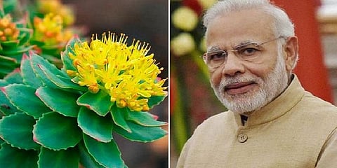 பிரதமர் மோடி கூறிய ரோடியோலா மூலிகை: கவனத்தை திருப்பிய ஆராய்ச்சியாளர்கள்!