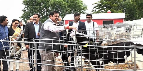 கன்றுக்குட்டியை தடவி தீவனம் வழங்கிய முதல்வர் பழனிசாமி