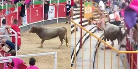 பார்வையாளர்களை விரட்டி விரட்டி முட்டித்தள்ளிய காளை - வீடியோ