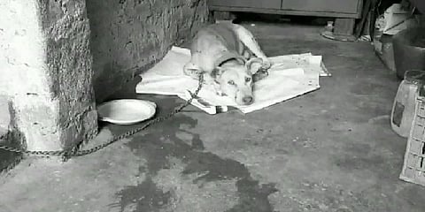 வளர்ப்பு நாயை வாயில் வெட்டிய செல்போன் திருடர்கள் கைது