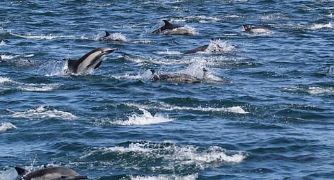 டால்பின் வேட்டைக்காரர்களால் ரத்தக் காடான ஜப்பான் கடல் பகுதி